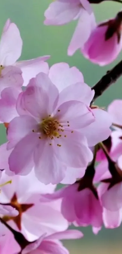 Pink cherry blossoms on a branch with soft focus background.