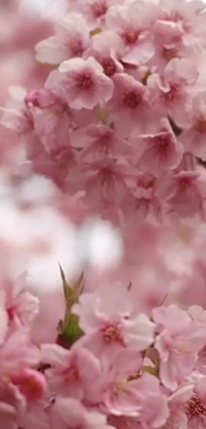 Cherry blossoms in delicate pink bloom.