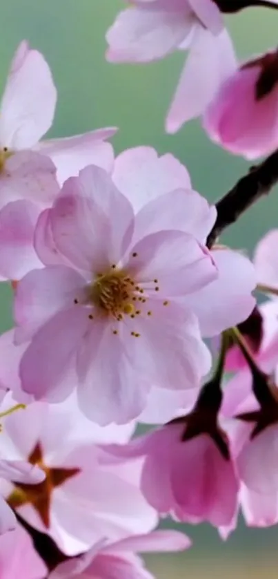 Cherry blossom wallpaper with soft pink petals and green background.