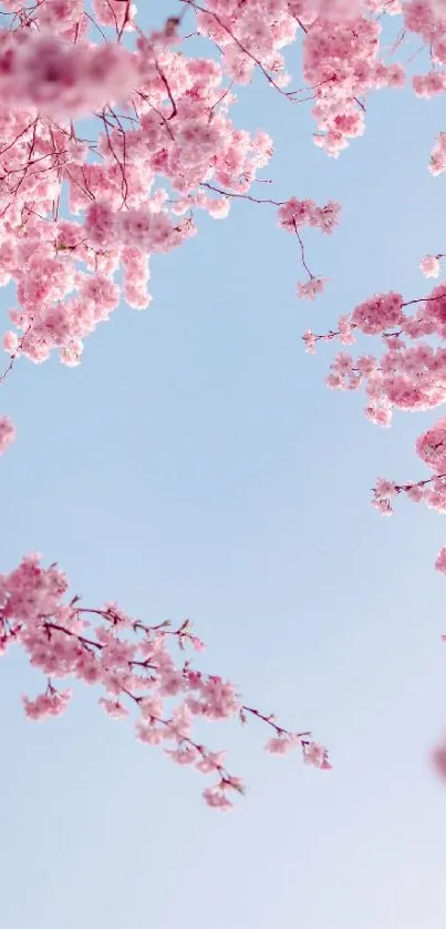 Cherry blossoms against a blue sky in a serene mobile wallpaper.