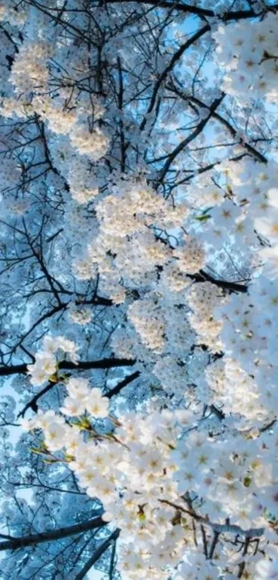 Cherry blossoms against a blue sky.