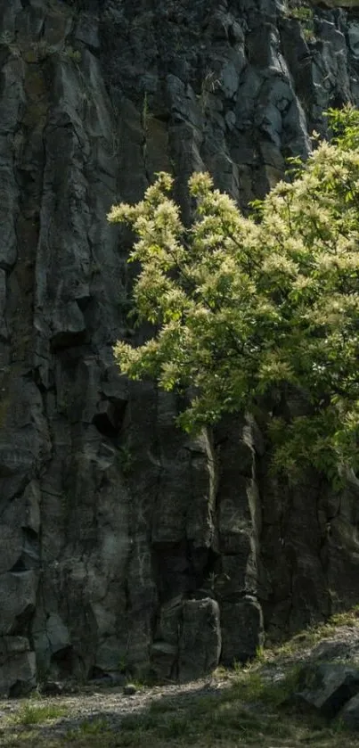 Serene cliffside with a lush green tree.