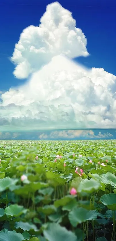 Green field with fluffy clouds under a blue sky.