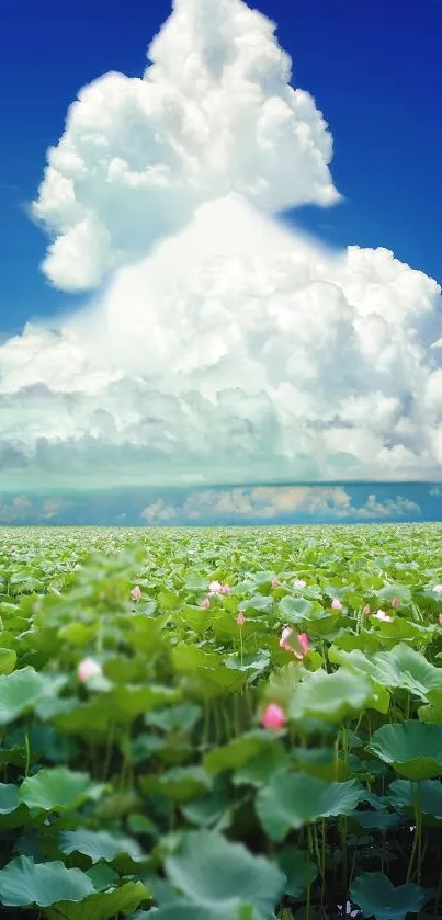 Serene lotus field under a blue sky with fluffy clouds.