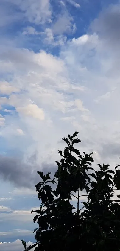 Silhouette of trees against a cloudy sky backdrop.