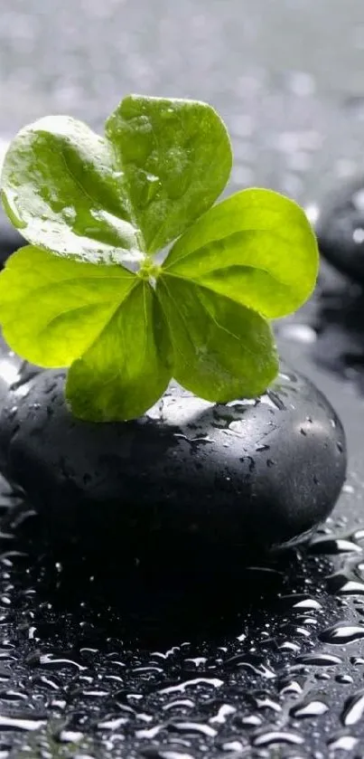 Green clover on wet black stones, serene mobile wallpaper.