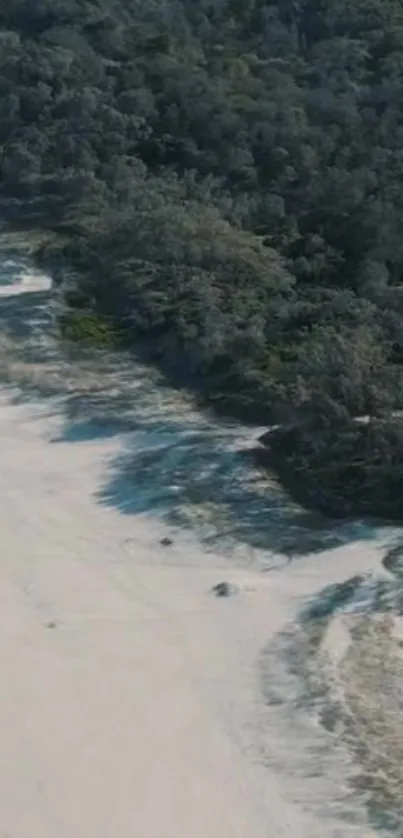 Aerial view of a serene coastline with forest and sandy beach