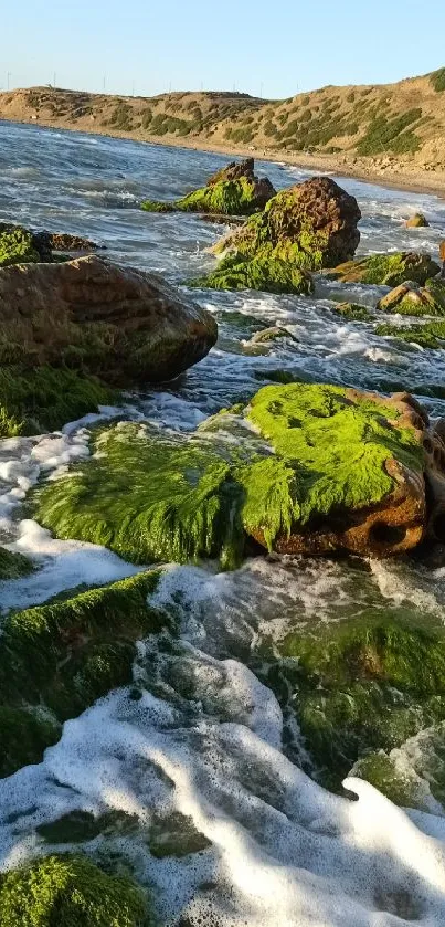 Lush green rocks along a serene coastal shoreline.