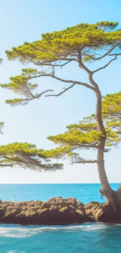 Serene coastal scene with trees and ocean.