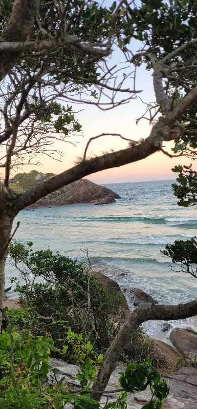 Peaceful coastal scene with ocean, sunset, and lush greenery through tree branches.