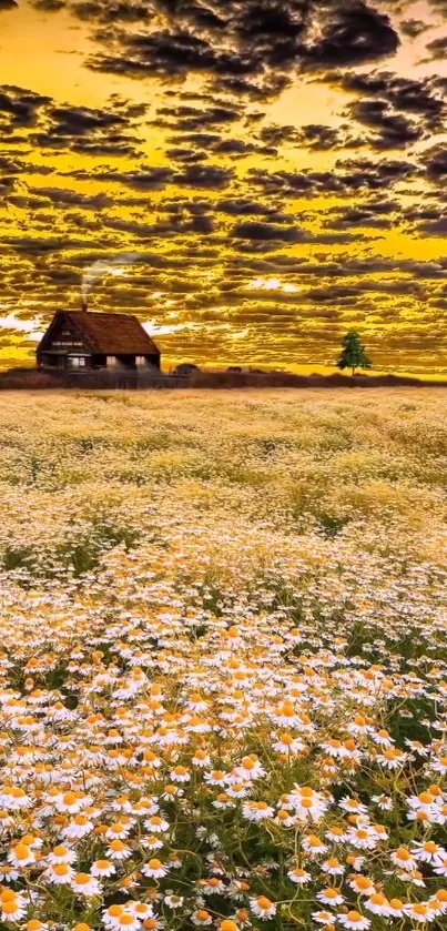 Cottage with sunset backdrop and daisy field.