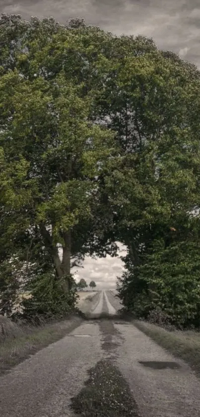 Lush green trees along a peaceful country road.