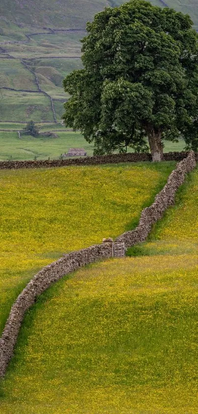 Lush green countryside with a tree and stone wall.