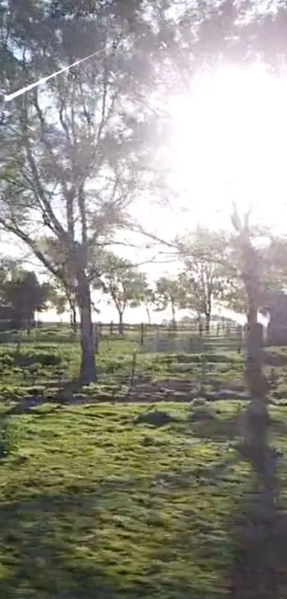 Serene countryside morning with sunlit trees and green fields.