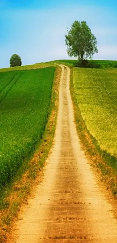 Path through vibrant green fields under a blue sky.