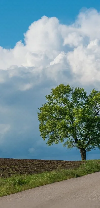 Lonely tree on countryside road under blue sky with clouds.