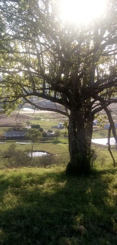 Sunlit tree in a scenic countryside landscape wallpaper.