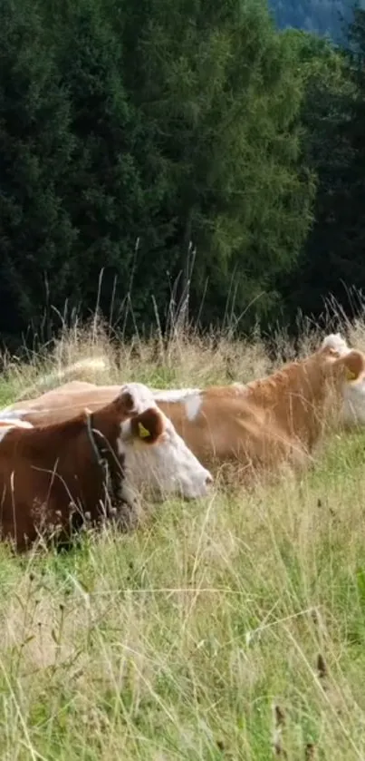 Cows rest peacefully in a lush green meadow.