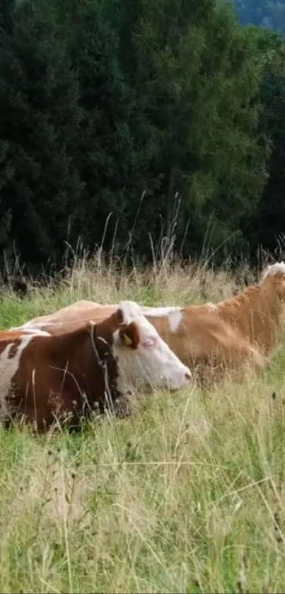 Peaceful cows resting in lush green fields.