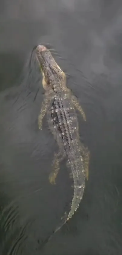 Crocodile swimming in dark water creating serene ripples.