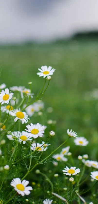 A field of daisies with a blurred background showcasing vibrant green and white colors.