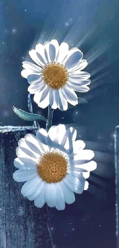 Two daisies on rustic wood with blue background.