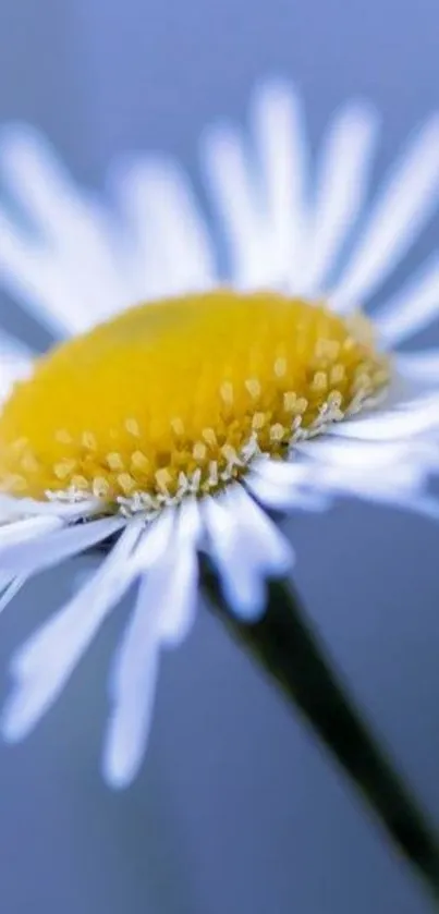 Close-up of a white daisy with a yellow center on a blue background.