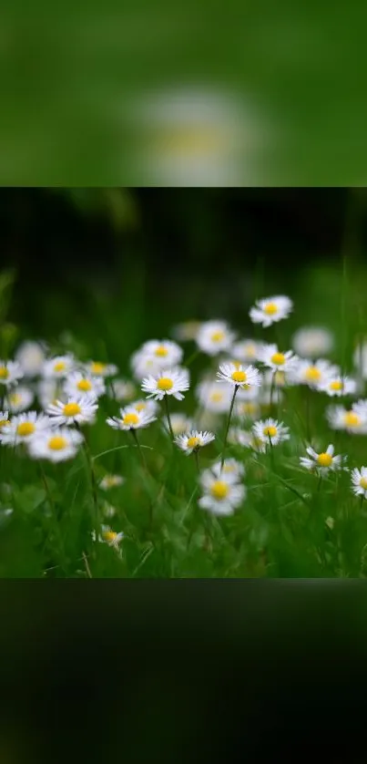 Serene field of daisies with lush green background.