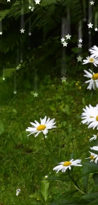 Wallpaper of daisies and stars on lush green grass.