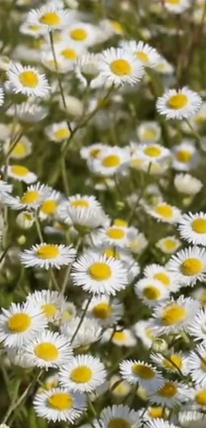 Field of daisies in full bloom under sunny skies.