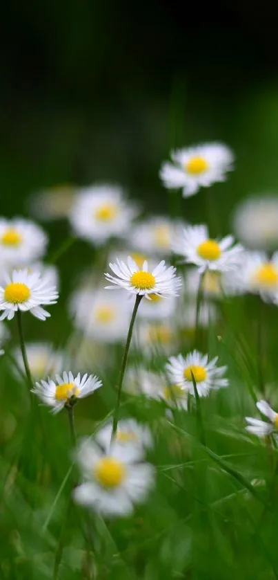 White daisies in lush green grass creating a serene nature scene.