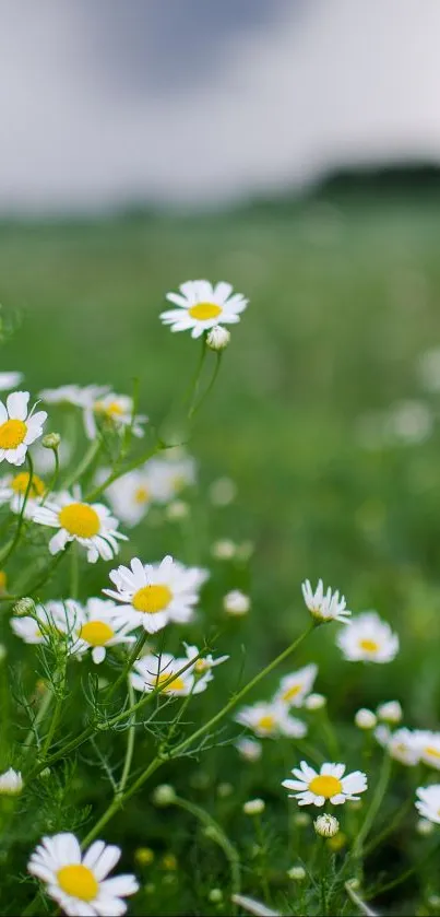 Serene mobile wallpaper with daisies in a lush green field, perfect for nature lovers.