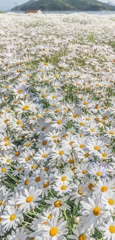 Field of daisies under a clear sky with mountains in the background.