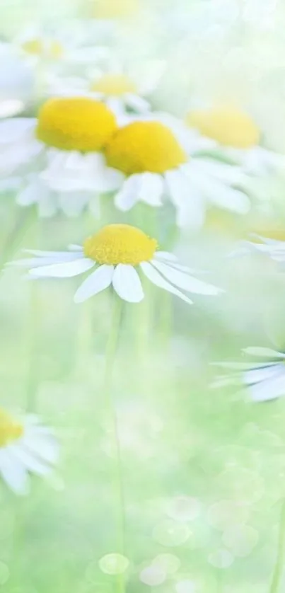 Peaceful daisy field with green hues and soft yellow blooms.