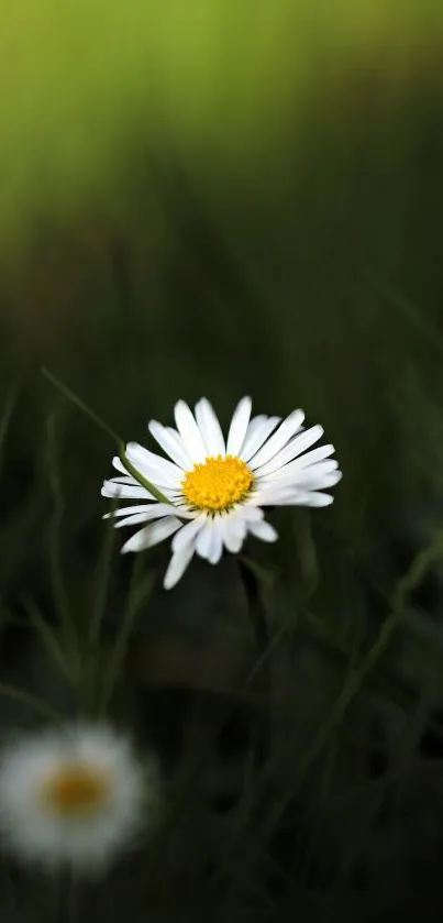 Close-up view of a single daisy against a softly blurred green backdrop.