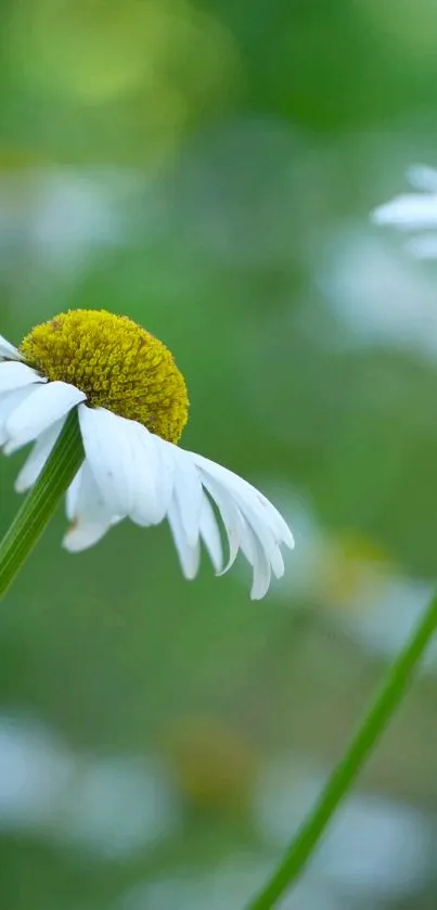 Serene white daisy with green background.