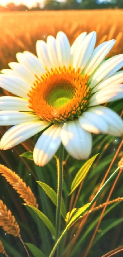 Daisy in a golden field at sunset, showing natural beauty.