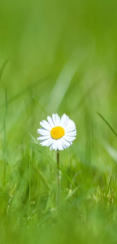 A single white daisy in a lush green field.