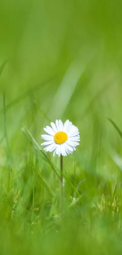 Single daisy in lush green field mobile wallpaper.