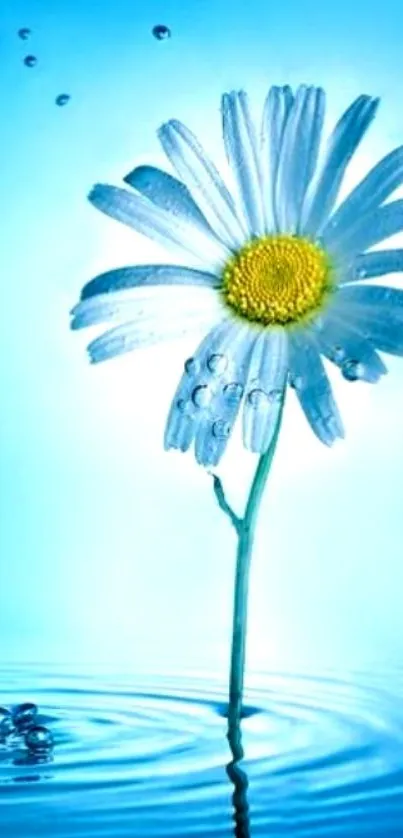 Daisy flower over water with blue background wallpaper.