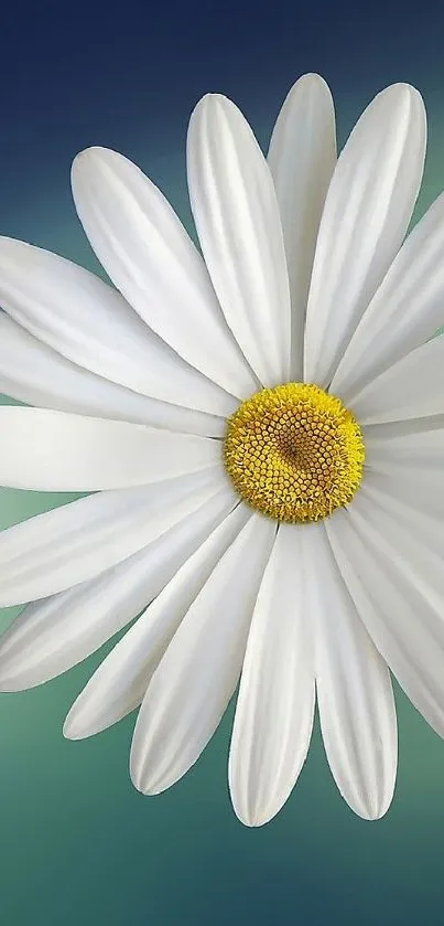 A single white daisy on a blurred blue-green background, perfect for mobile wallpaper.