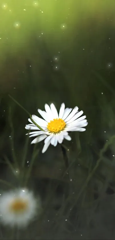 A serene daisy against a backdrop of lush green grass, exuding tranquility.