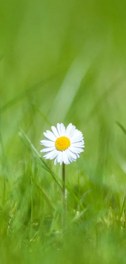 A white daisy blooms in a field of lush green grass.