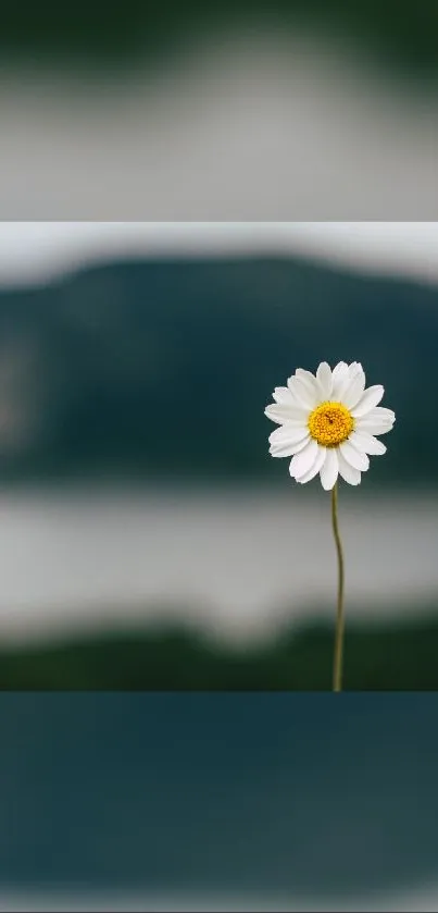 Single white daisy on blurred mountain backdrop.