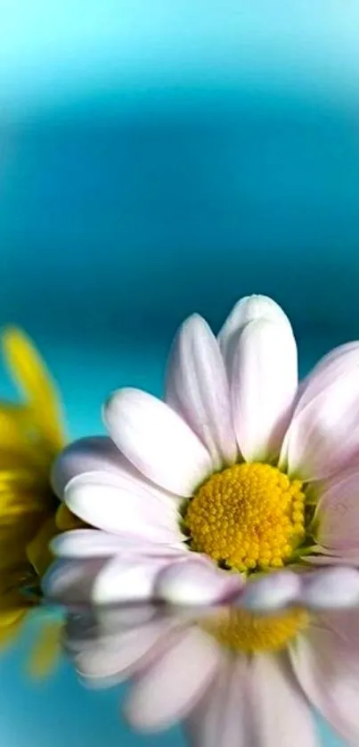 Serene daisy reflection with sky blue background.