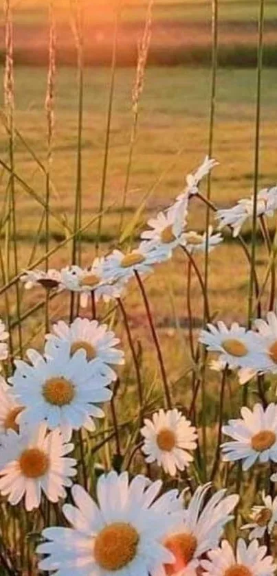 Mobile wallpaper featuring daisies in a sunlit field during sunset.