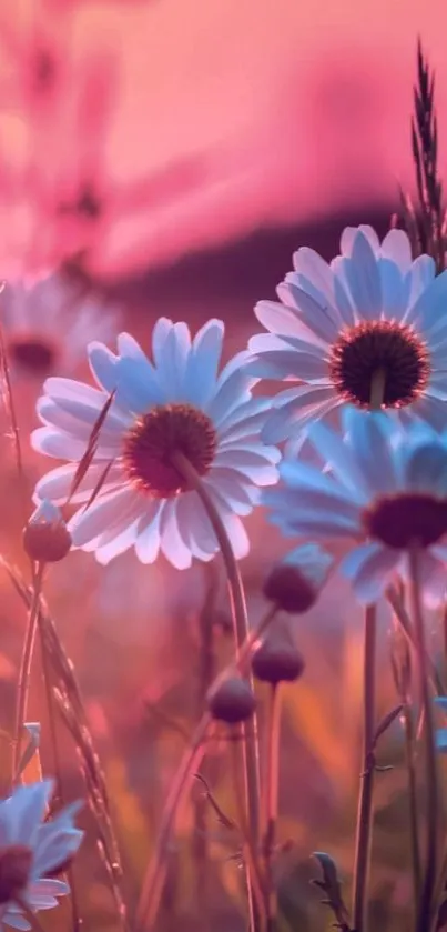 Daisies against a sunset sky create a serene mobile wallpaper.