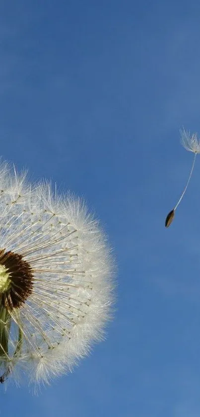 Dandelion floating against a clear blue sky, capturing serenity.