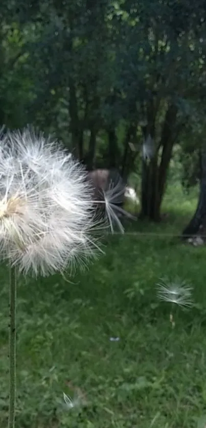 A serene dandelion in a lush green forest setting.