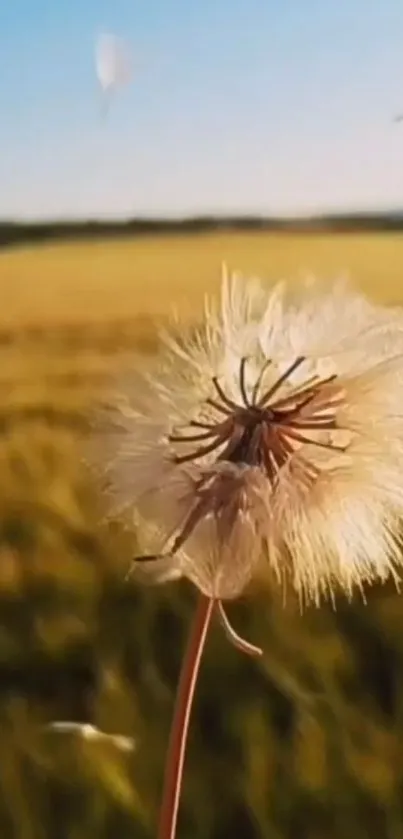 Serene dandelion in a golden field with a clear blue sky.